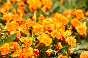 Orange Stiefmütterchen Blumen, Blumenbeet, Deutschland, Europa