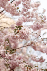 pink cherry blossom