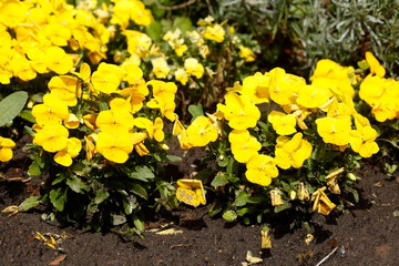 Gelbe Stiefmütterchen Blumen, Blumenbeet, Deutschland, Europa
