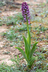 Close-up of the entire orchis purpurea plant,