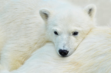 Obraz na płótnie Canvas polar bear cub