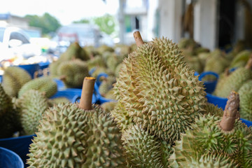 Naklejka na ściany i meble Durian fruit is placed in a basket for sale to the buyer in fruit market,Thailand. Group of fresh durian in the market. Durian that is known as the king of fruits of Thailand.