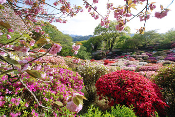 山裾に咲くツツジ