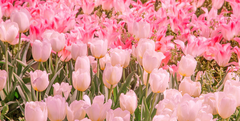 Aesthetics wallpaper flowers. Pink and white tulip fashion background