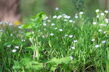 Spring wildflowers in the forest in Sunny weather. White flowers reach for the sun