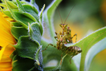Mating pair of a flower Mantis on a Sunflower