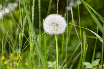 Grown up dandelion on the meadow is full with seeds