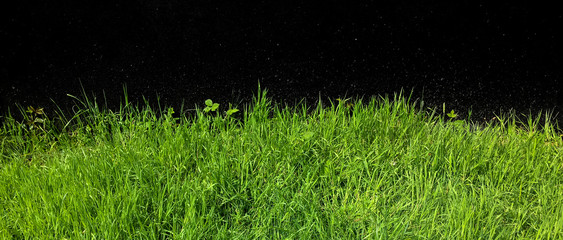 green grass and black
