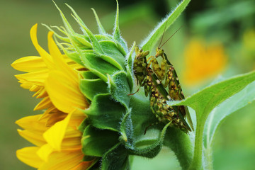 Mating pair flower Mantis on a Sunflower