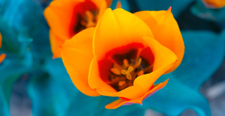 Fototapeta na wymiar Aesthetics wallpaper flowers. Yellow Tulip bloom background. Ideal for postcard