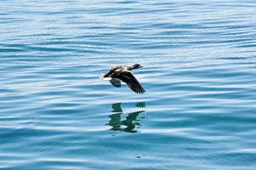 Duck flying over Lake Geneva in Lausanne