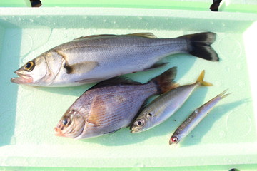 釣った魚たち