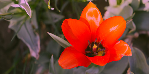 Fashion Aesthetics wallpaper flowers. Red Tulip bloom background. Ideal for postcard