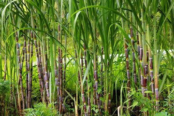 Obraz premium Sugarcane plants on the field