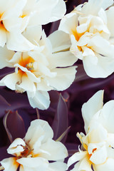 Naklejka na ściany i meble Fashion Aesthetics wallpaper flowers. White Tulip bloom background. Ideal for postcard