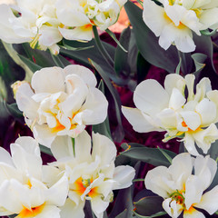  Aesthetics wallpaper flowers. White Tulip bloom background. Ideal for postcard