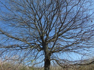 tree and sky