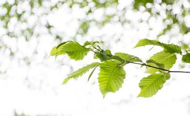 Fresh new leaves in the spring. On the branch in the nature in spring