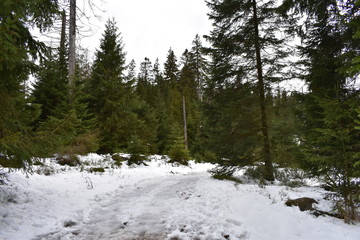 Harz Gebirge am Oderteich