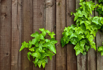Fototapeta na wymiar green ivy on the fence
