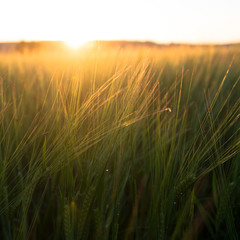 Naklejka premium Agriculture landscape, corn field, golden hour, back light image of cereal. Swedish countryside. Shallow depth of field, soft focus.