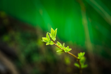 New leaves of lilac in the garden. Shallow depth of field.