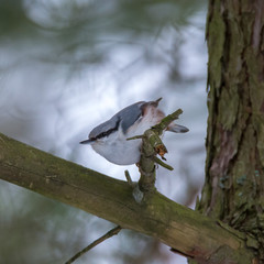 Bird photography, eurasian nuthatch,  wood nuthatch (Sitta europaea) passerine, sits on a wooden branch in forest. Close up shot, bokeh background, with copy space and place for text.