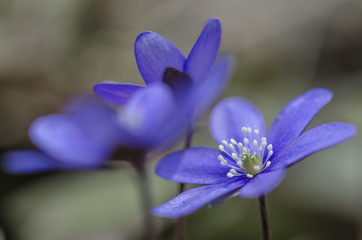 Macro photography, blurred background, Anemone hepatica, Hepatica nobilis, blue flower that is protected in Sweden. It blooms in early spring. Shallow depth of field, copy space, place for text.
