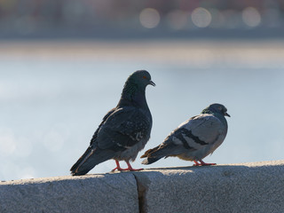 Two pigeons bask in the sun on a spring day. They are on the fence near the Moskva river. Animlas theme. 