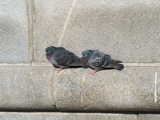 Two pigeons bask in the sun on a spring day. The foot of the marble monument in the city. Animlas...