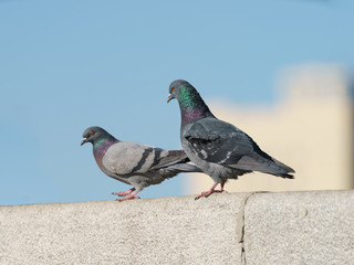 Two pigeons bask in the sun on a spring day. They are on the fence near the Moskva river. Animlas theme. 