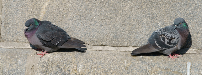 Two pigeons bask in the sun on a spring day. The foot of the marble monument in the city. Animlas...