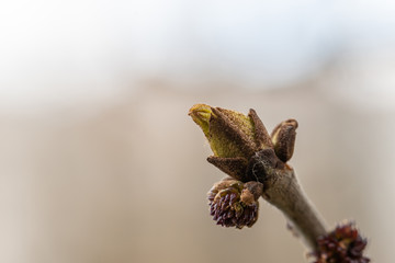 Close-up of a spring fresh young leaf on a tree branch. The concept of the awakening of nature, the...