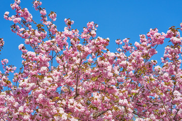 Rosa Baumbl&uuml;ten der japanischen Zierkirsche (Kurilenkirsche) im Fr&uuml;hling bei strahlendem Sonnenschein und blauen Himmel