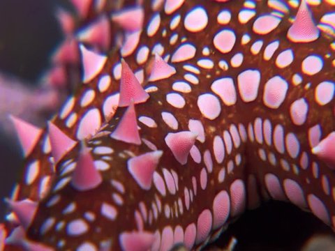 red and white starfish with spikes underwater close up ocean scenery