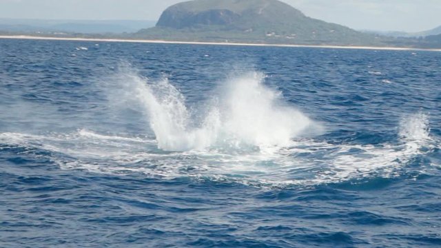Humpback whale in sea against sky, aquatic mammal in ocean during sunny day - Brisbane, Australia