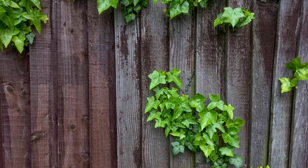 ivy on the fence