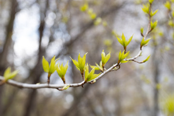 Close-up of a spring fresh young leaf on a tree branch. The concept of the awakening of nature, the...