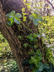 ivy on the tree