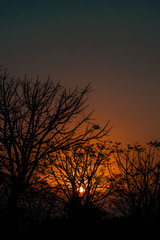 Fototapeta na wymiar silhouette of tree with orange sunset on the background