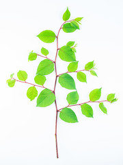 Polygonum cuspidatum on a white background