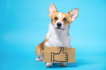 Smart obedient welsh corgi pembroke or cardigan dog stands with drawn thumb up as a LIKE on...