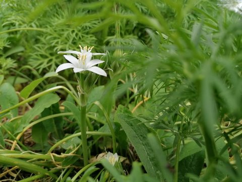 Grünköpfchen Bilder Durchsuchen 888 Archivfotos, und