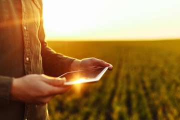 Closeup of young farmer's hands holding a tablet and checking the progress of the harvest at the green wheat field on the sunset. Worker tracks the growth prospects. Agricultural concept.