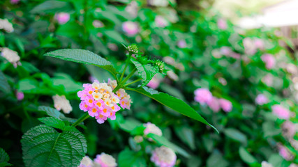 Beautiful purple flower bloom with blurred grass background on daylight