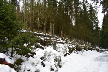 Harz Gebirge am Oderteich