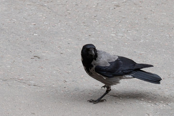 single gray crow, isolated on a gray background