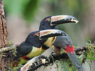 Halsbandarassari in Costa Rica