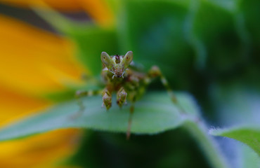 Female Flower Mantis on a Sunflower 
