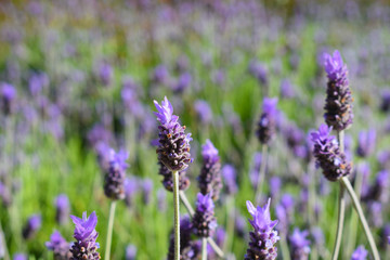 Lavender flowers viewed from close purple color with a bee above, macro